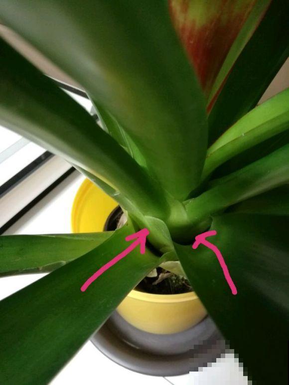 花市这种花是一次性的,开完花就死,可以扔掉了! 花市这种花是一次性的,开完花就死,可以扔掉了!