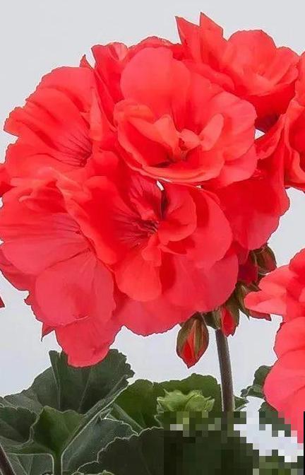 天竺葵太能开,一年能开大半年,花多还易爆盆! 天竺葵太能开,一年能开大半年,花多还易爆盆!