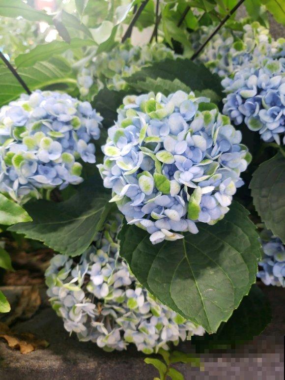 天凉最适合扦插,绣球随便剪根枝,插水里都能活! 天凉最适合扦插,绣球随便剪根枝,插水里都能活!