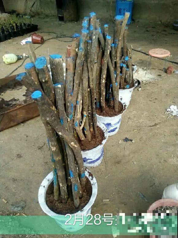 扦插有啥难？1根吸管，插活6盆花，太简单了！