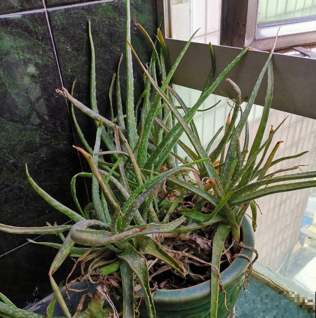 你扔的花,我捡回家,半个月起死回生! 你扔的花,我捡回家,半个月起死回生!