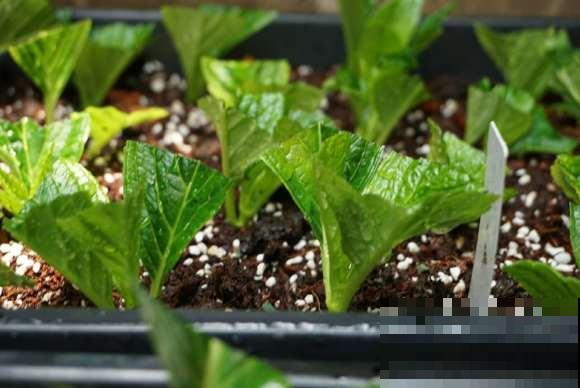 扦插最佳时期到了,有这花赶紧插,沾土就能活! 扦插最佳时期到了,有这花赶紧插,沾土就能活!