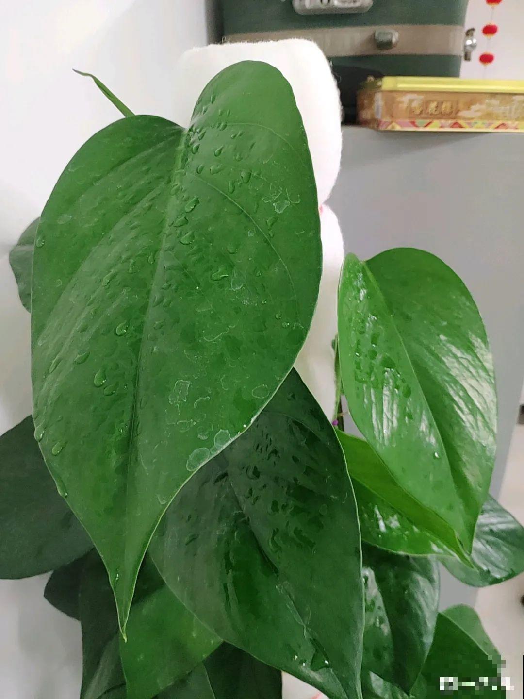 比人还大的植物叶,感受一下来自大自然的神奇! 比人还大的植物叶,感受一下来自大自然的神奇!