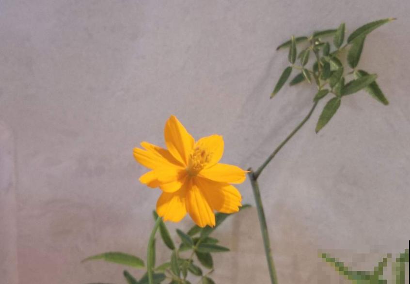 硫华菊金灿灿,阳台种几盆,每天活力满满! 硫华菊金灿灿,阳台种几盆,每天活力满满!