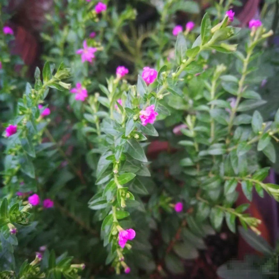 看图猜花名，100道题，测你的养花天分！