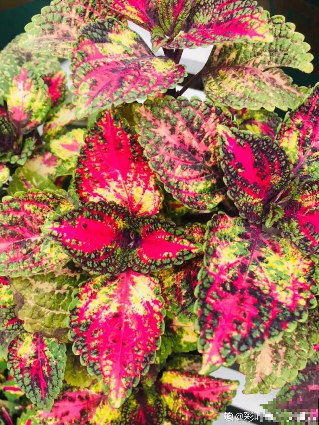 新买一盆花,叶子五颜六色,真怀疑它是不是喷药了? 新买一盆花,叶子五颜六色,真怀疑它是不是喷药了?