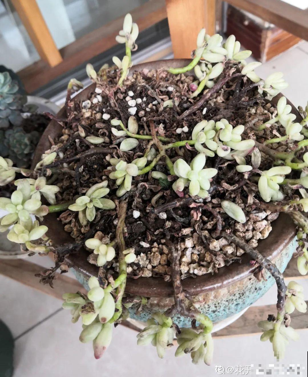 公认难养的花,养一盆死一盆,从来没有养活过! 公认难养的花,养一盆死一盆,从来没有养活过!