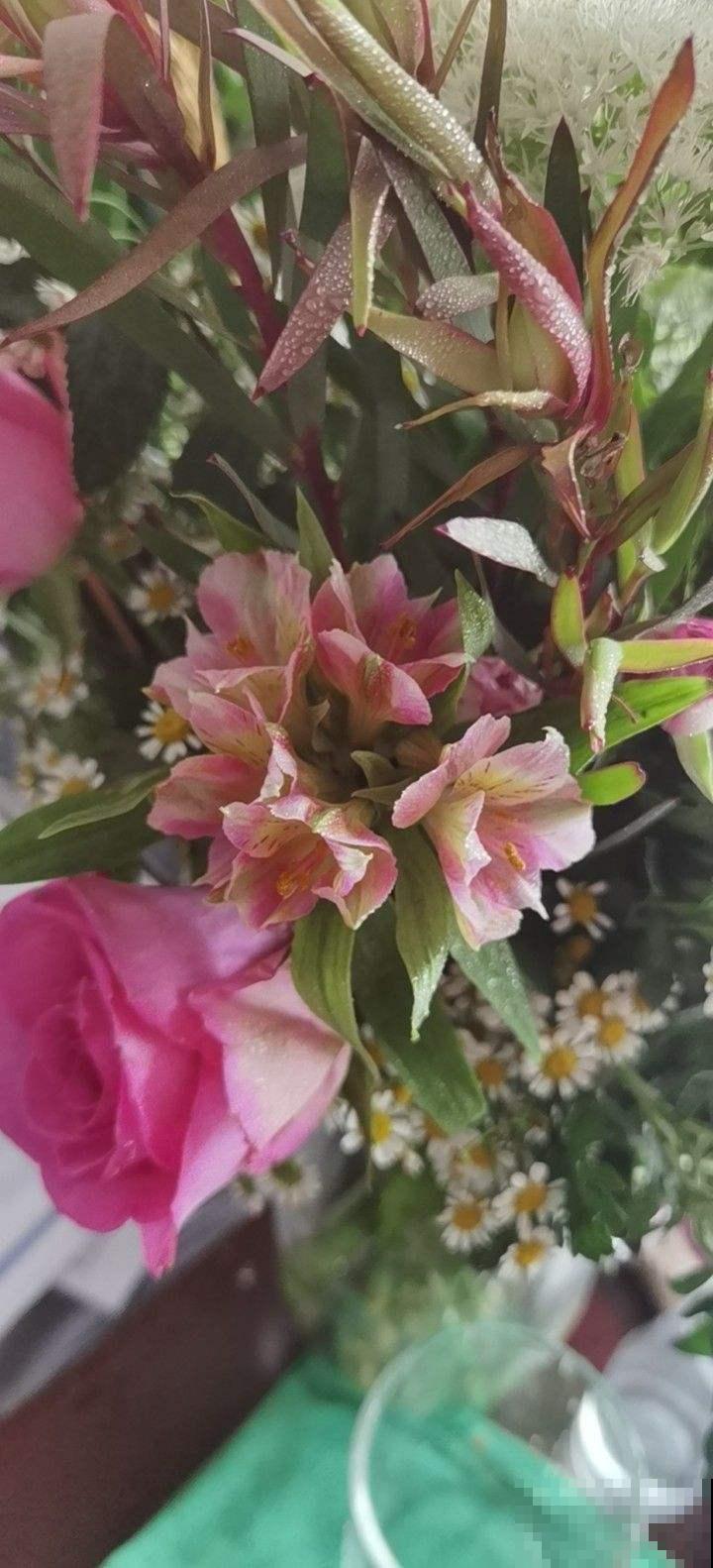 花友新宠六出花,鲜艳俏丽,开满盆特喜庆! 花友新宠六出花,鲜艳俏丽,开满盆特喜庆!