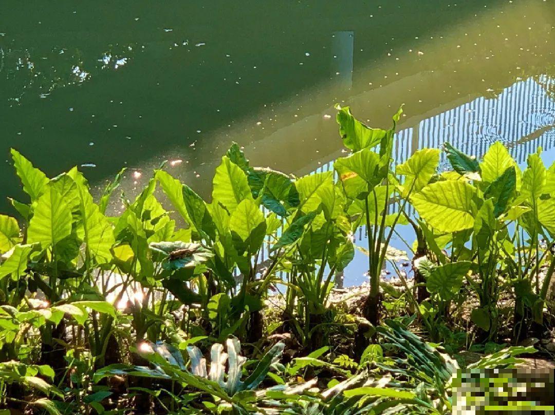 罂粟花不能随便种,私自种植,就得薅光 罂粟花不能随便种,私自种植,就得薅光