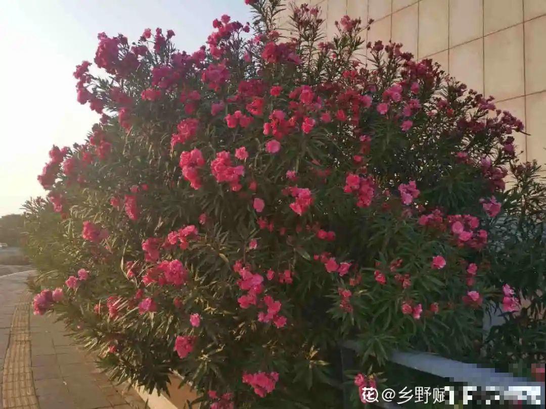 罂粟花不能随便种,私自种植,就得薅光 罂粟花不能随便种,私自种植,就得薅光