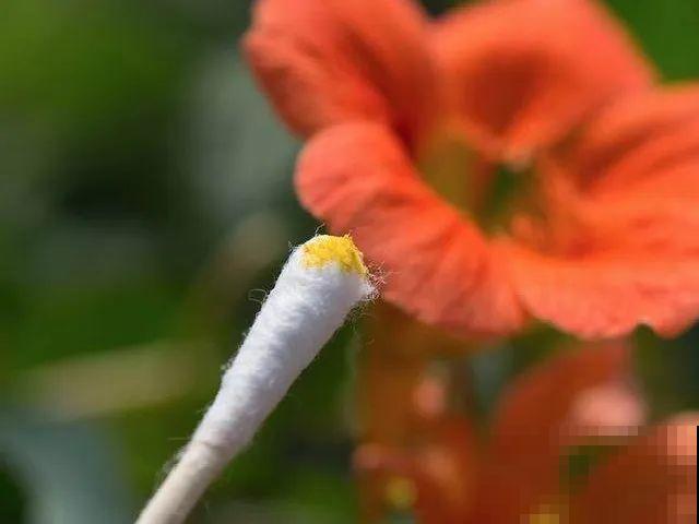 养花怎么才能人工授粉?一根小棉棒,就能解决问题! 养花怎么才能人工授粉?一根小棉棒,就能解决问题!