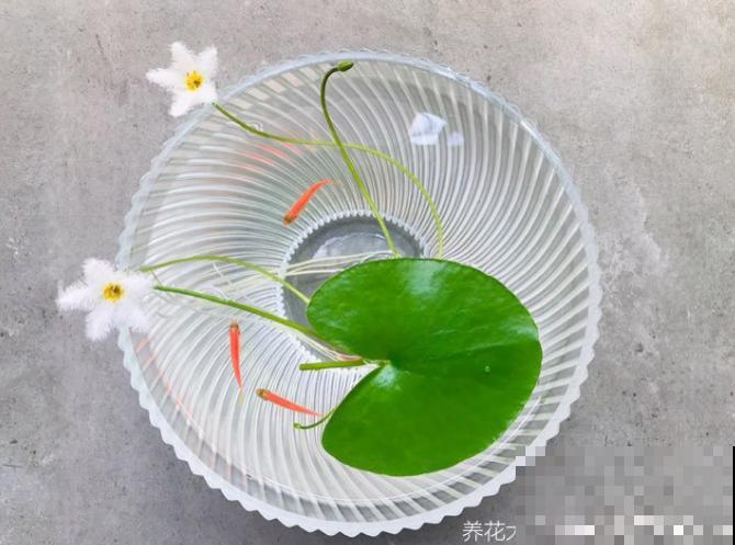 5种罕见植物，只长一片叶子一根茎，价值却很珍贵！