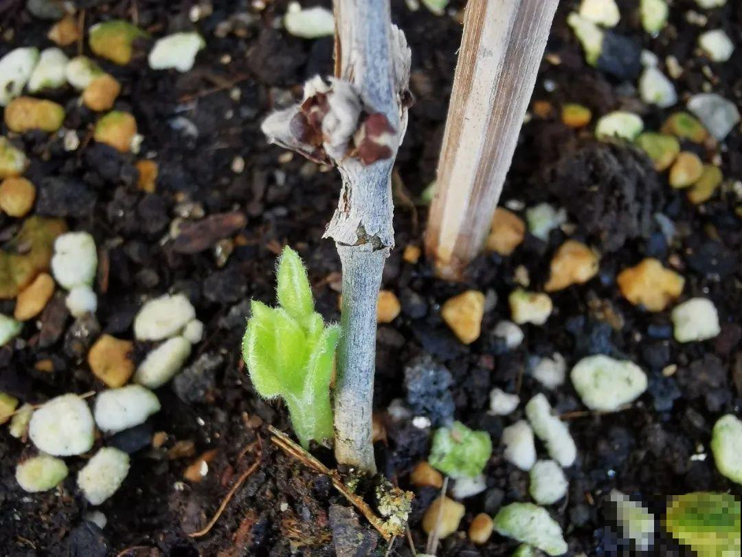 长寿花睡了一个夏天，终于要睡醒了，抓紧修剪才能继续旺长
