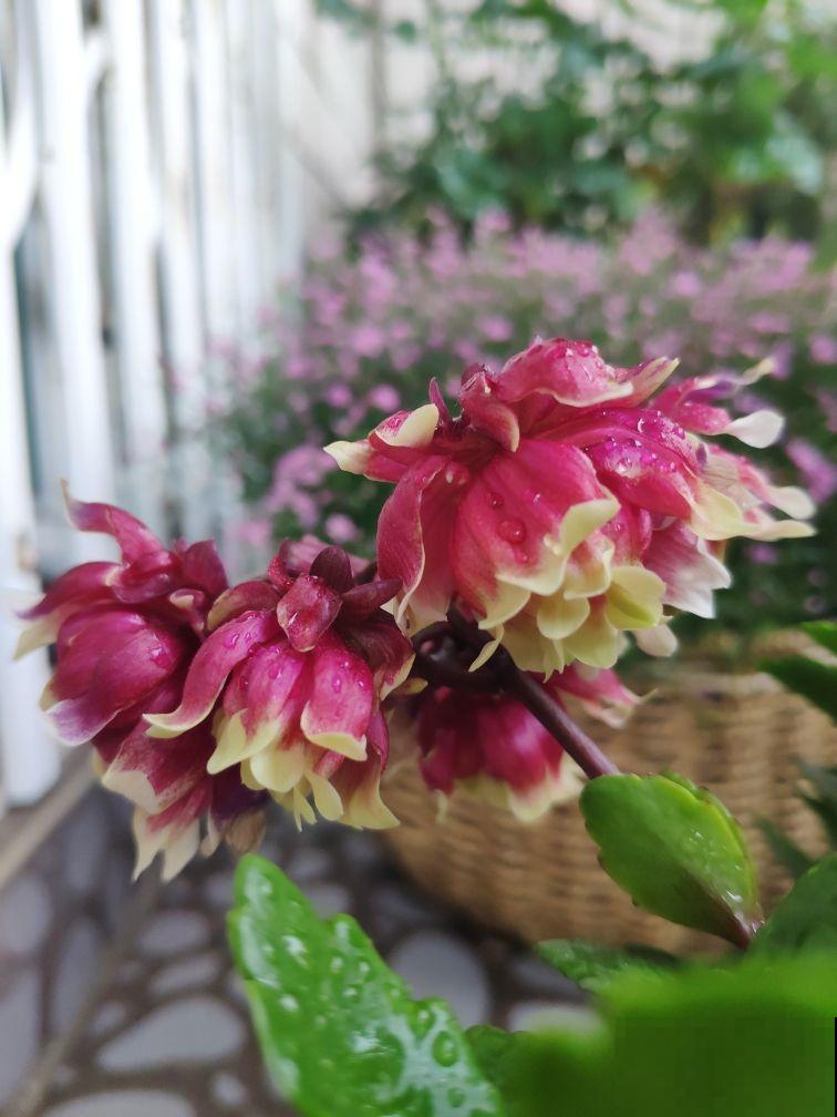 秋冬新宠“小铃铛”，原来叫宫灯长寿，跟不死鸟是亲戚