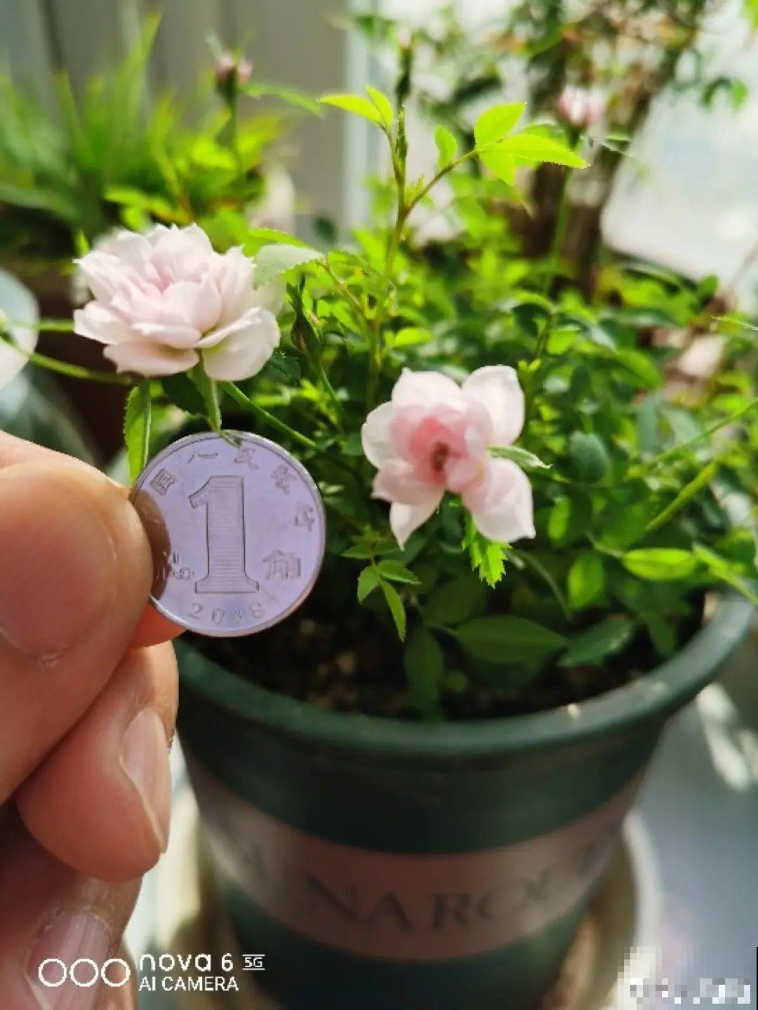 花盆越大越好看？错了，小盆种花美到窒息！