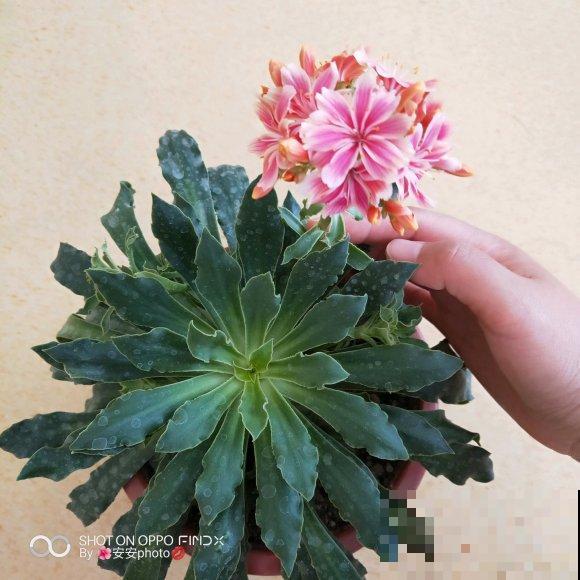 都说多肉开花要剪掉,这种多肉千万别剪,看的就是花! 都说多肉开花要剪掉,这种多肉千万别剪,看的就是花!