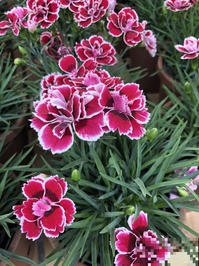 石竹好看还好养,连续开花5个月,秋天错过太可惜 石竹好看还好养,连续开花5个月,秋天错过太可惜