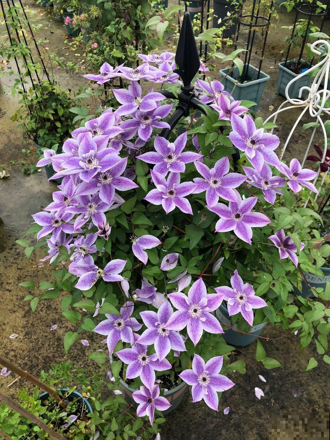 我在公司养300盆花，老板没批评，还帮忙拍照！