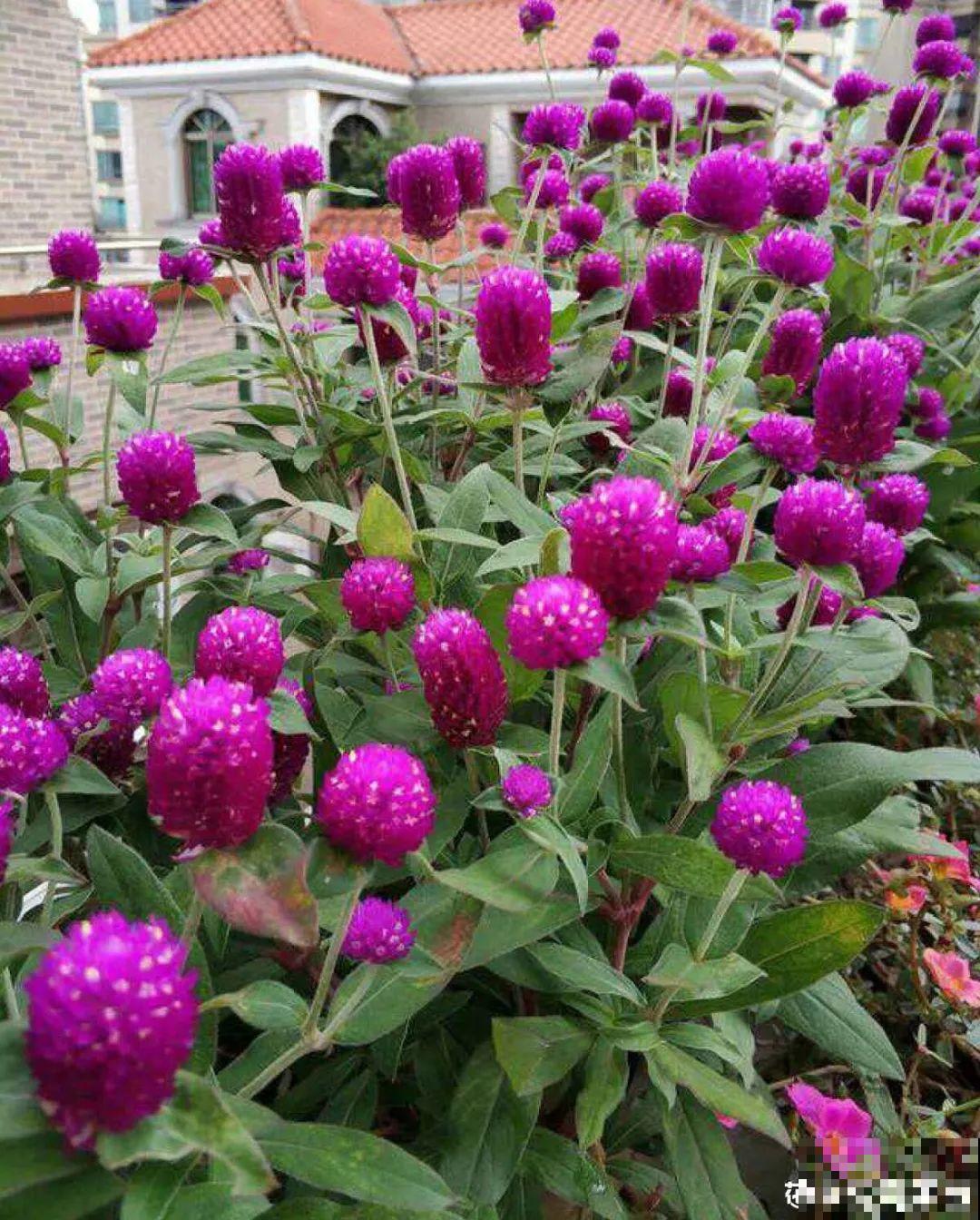 一次性的花，秋天开完就扔了，别浪费时间！