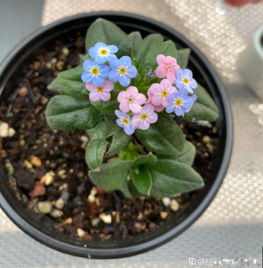 10种耐阴花，放在角落里，开花长成大树！