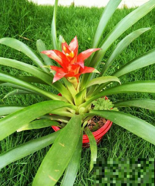 花市这种花是一次性的,开完花就死,可以扔掉了! 花市这种花是一次性的,开完花就死,可以扔掉了!