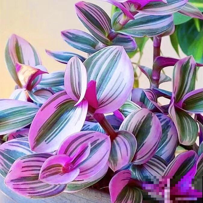 秋天养10种花，个个美得像油画，特别上档次！