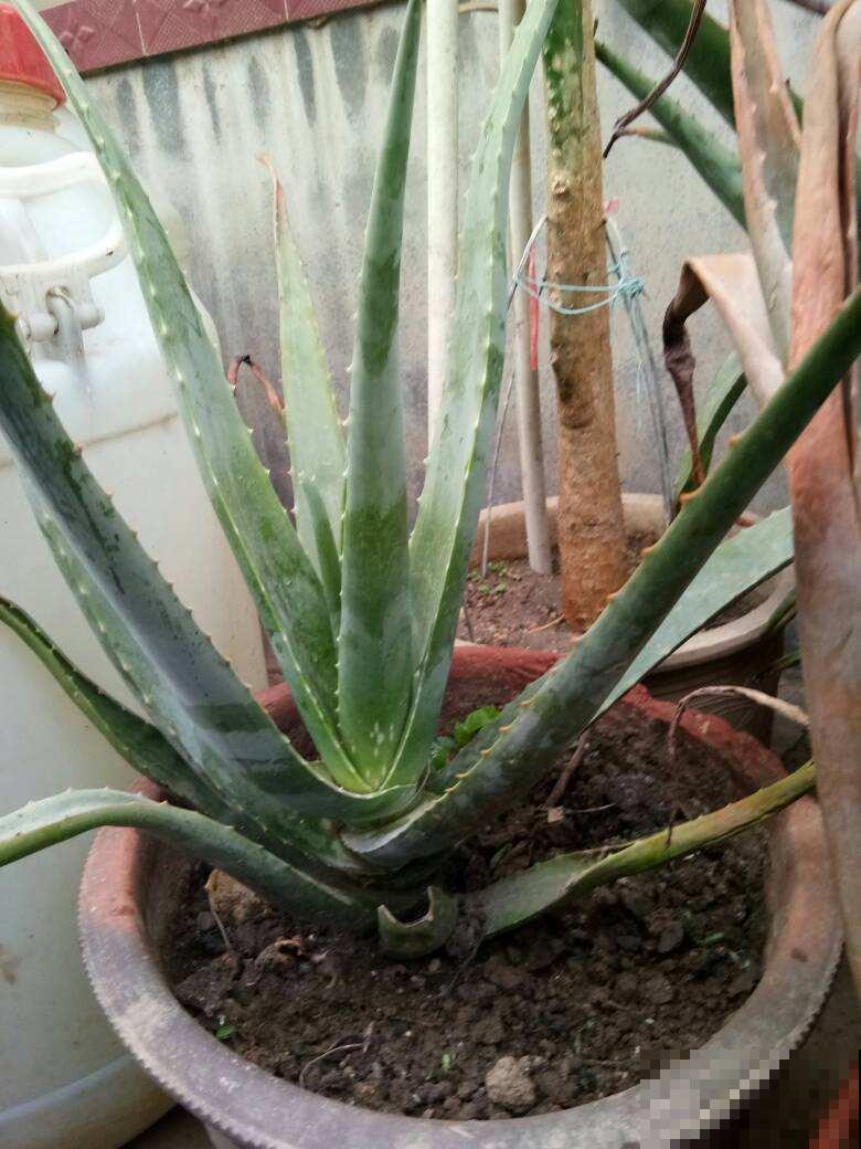 芦荟又细又长,狠心剪一刀,还能冒出一圈芽 芦荟又细又长,狠心剪一刀,还能冒出一圈芽