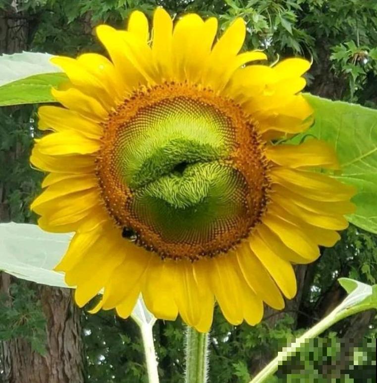 16种奇花异草，随便挑一个，你都没见过！