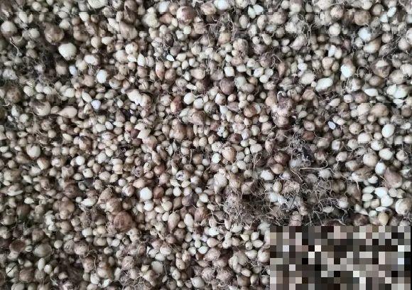 种花赚钱？要是有块地，真的发财了！