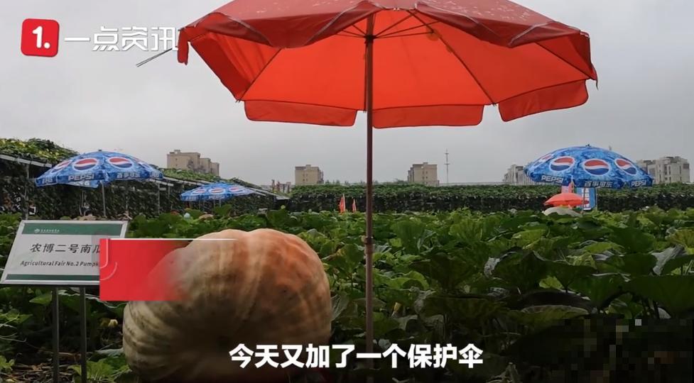 农村大姐，种出1.5米大冬瓜，我看谁还敢说矮！