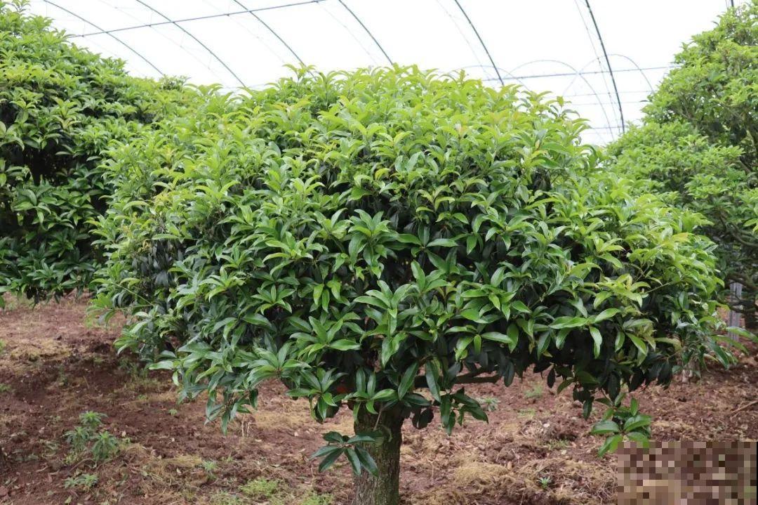 现在开始，这10种花不能剪，剪了开花难！