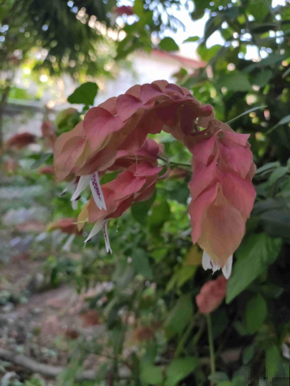 虾衣花不用买,在家就能繁殖,方法多样,总有一种适合你! 虾衣花不用买,在家就能繁殖,方法多样,总有一种适合你!