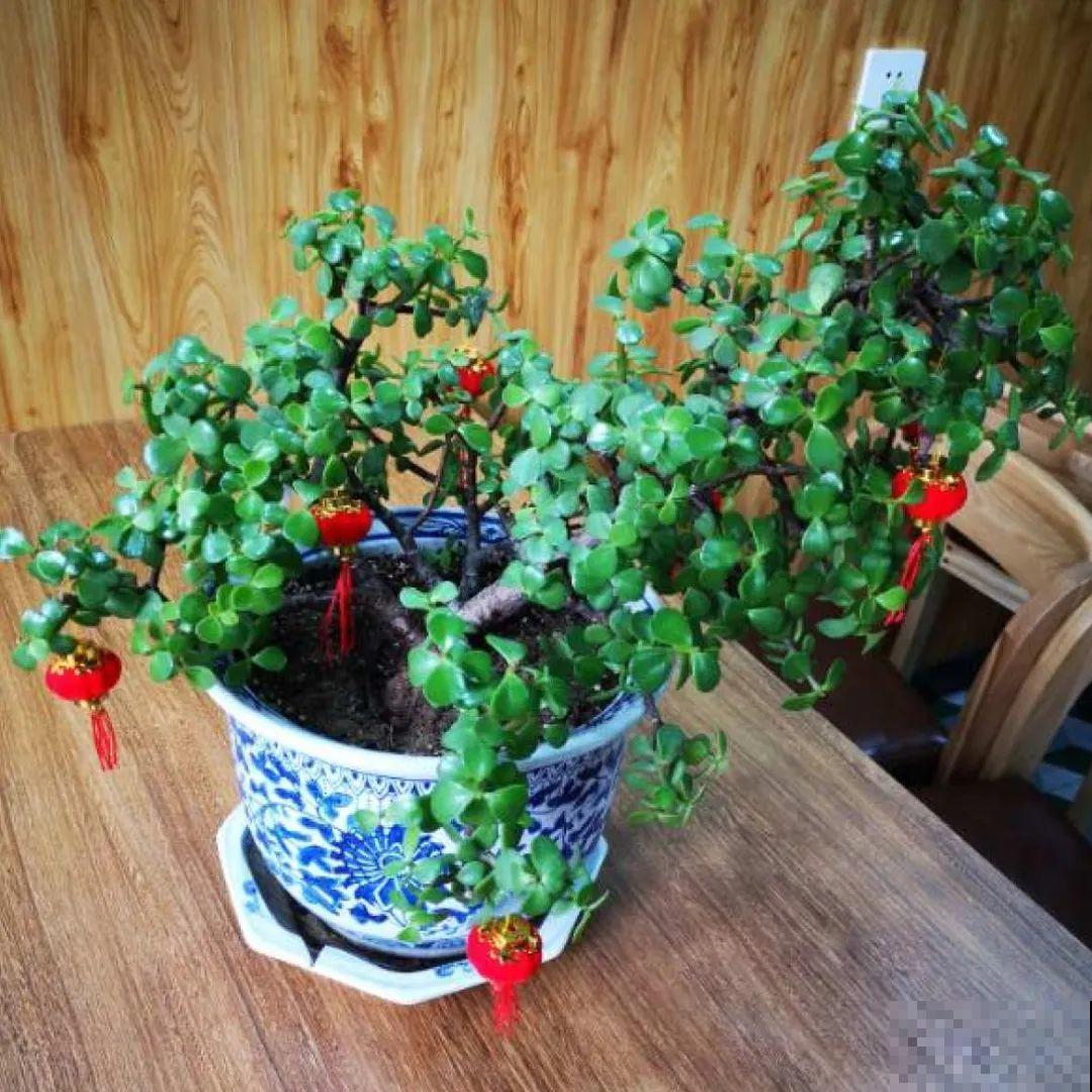 20到养花题，看看你能对几道，对一半就是大神