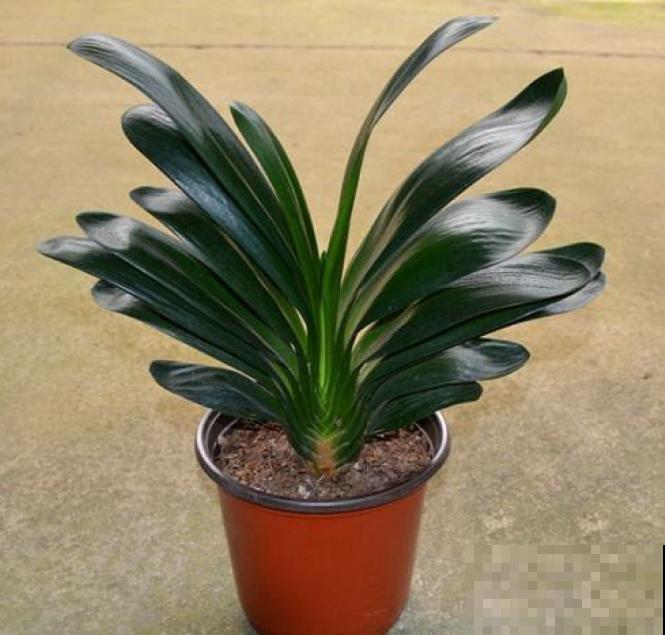 君子兰3大养护难题,一次性给你解决,今年准时开花! 君子兰3大养护难题,一次性给你解决,今年准时开花!