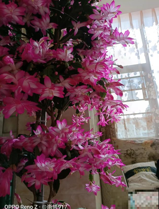 蟹爪兰就得现在嫁接,高温高湿,三两天就活了! 蟹爪兰就得现在嫁接,高温高湿,三两天就活了!