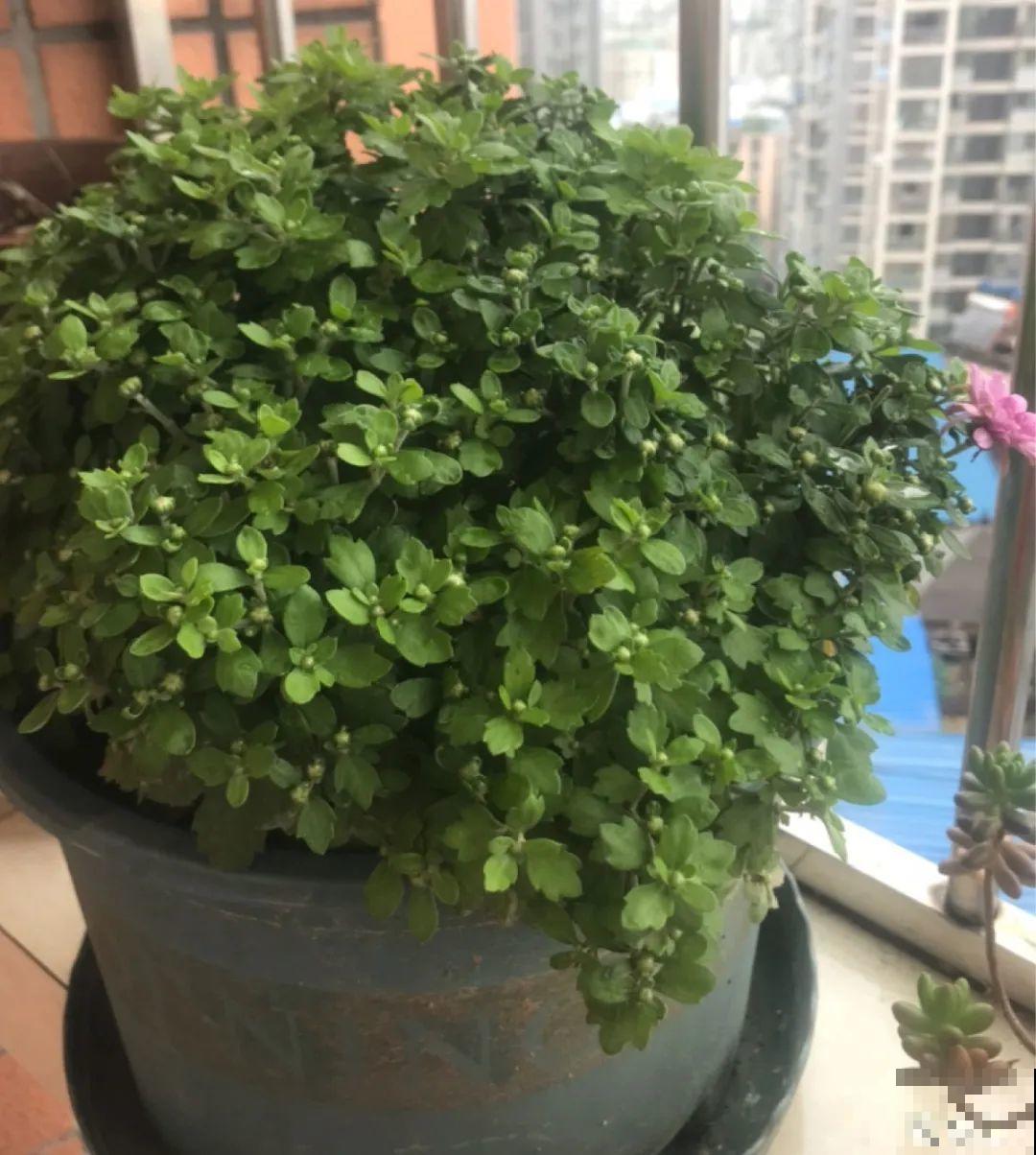 6种花,现在长的快,多浇水、勤施肥! 6种花,现在长的快,多浇水、勤施肥!