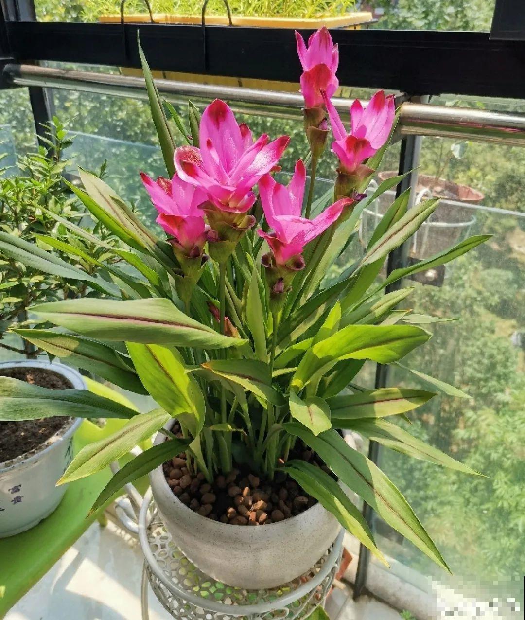 立秋后养花,8个注意事项,把花养的像白菜! 立秋后养花,8个注意事项,把花养的像白菜!