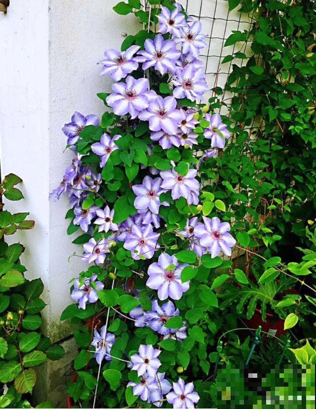 铁线莲容易买到假货，注意看价格，越便宜越有猫腻！