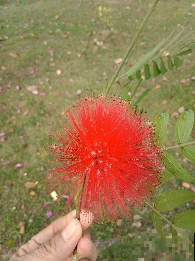 路边常见的行道树,种子捡回家,就能种出小盆栽 路边常见的行道树,种子捡回家,就能种出小盆栽