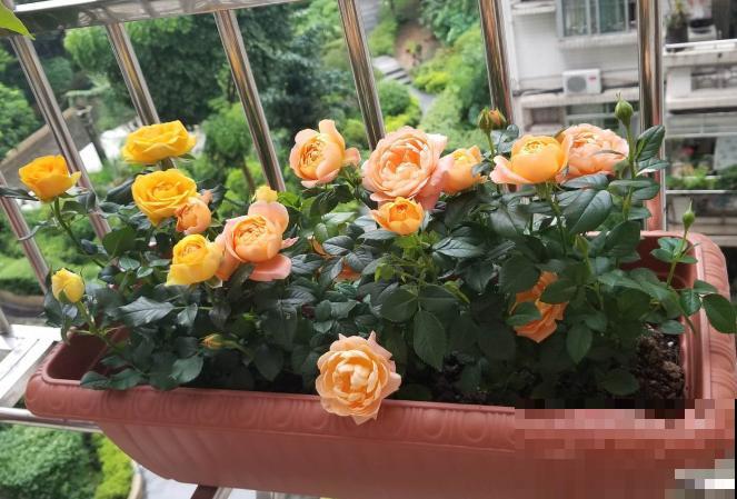 吐槽：那些不喜欢养花的人，总是这么说！