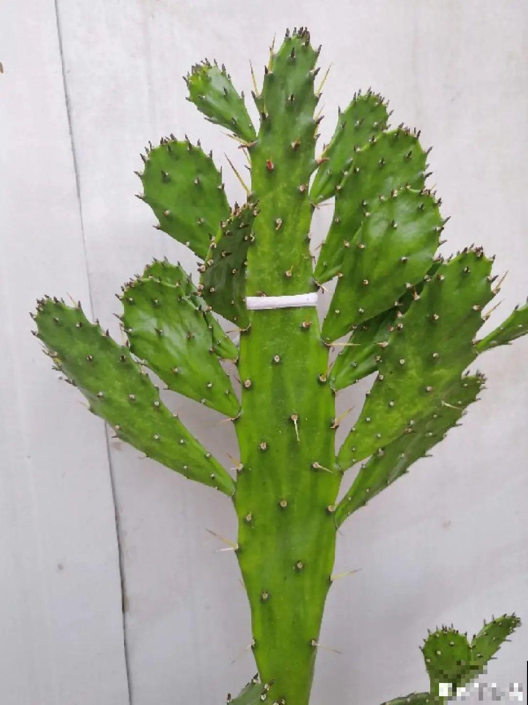 5种丑的难入眼的花，养客厅镇宅守家，越养越气派！