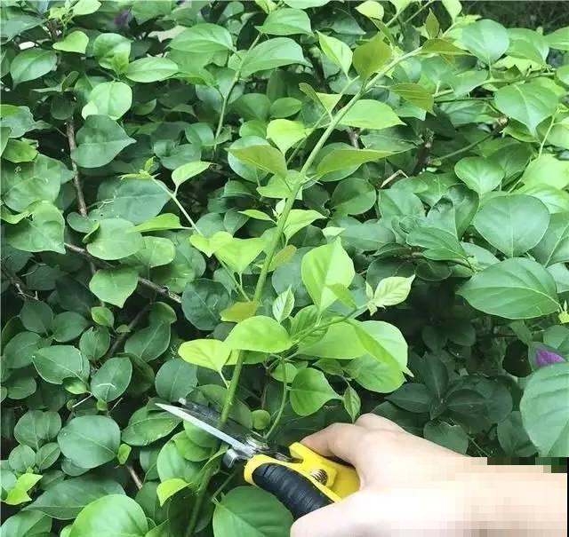 8种花要舍得掐,才能越长越旺盛 8种花要舍得掐,才能越长越旺盛