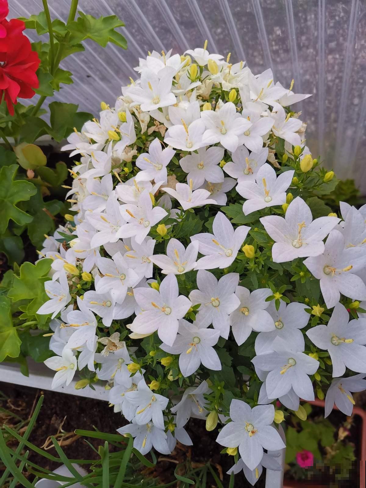 还在买洋桔梗?种桔梗吧,种子一撒,满盆全是小星星! 还在买洋桔梗?种桔梗吧,种子一撒,满盆全是小星星!