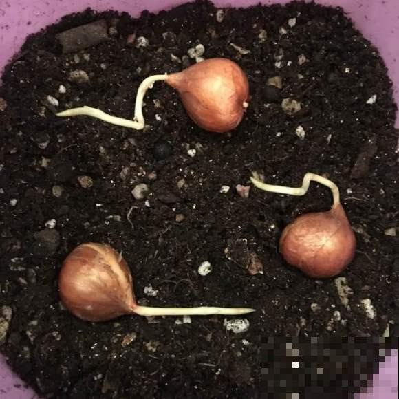 酢浆草太能生崽,一年生一堆,多得都想扔! 酢浆草太能生崽,一年生一堆,多得都想扔!