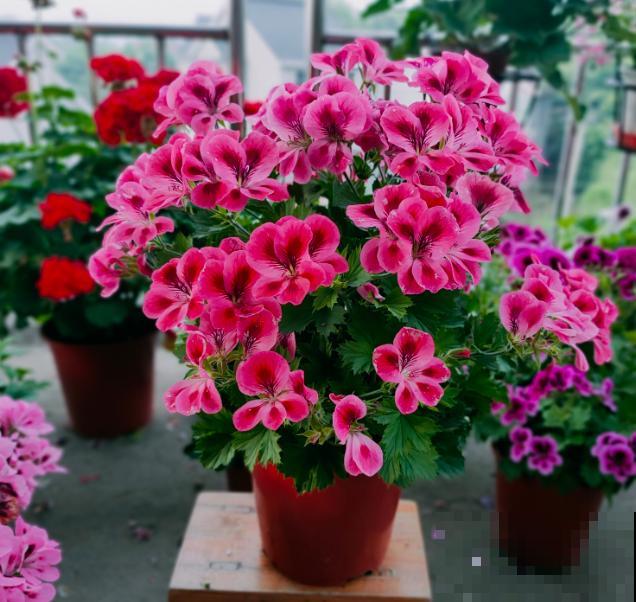 天竺葵最美的20个品种,不养一盆,对不起自己! 天竺葵最美的20个品种,不养一盆,对不起自己!