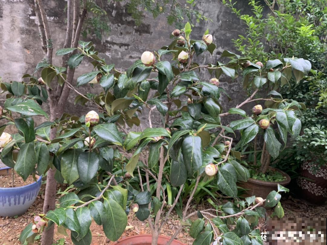 这种花苞要摘掉，不然全都开不了，花还会死！