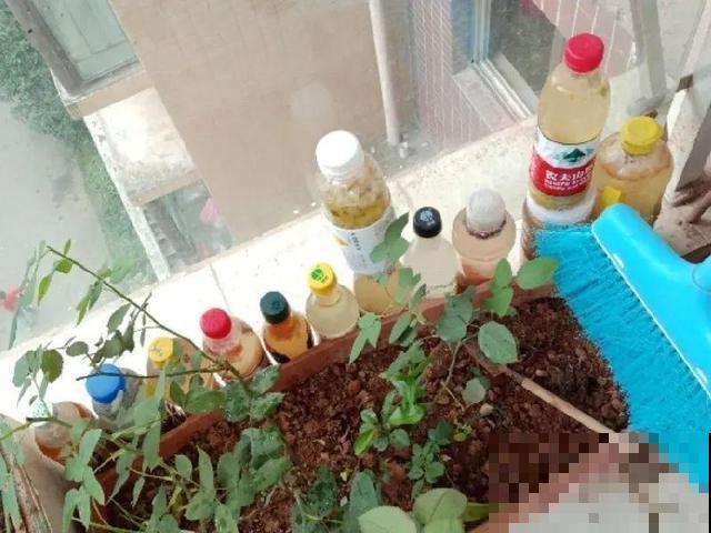 4种养花夺命水，秋天不要浇，一浇花就死！