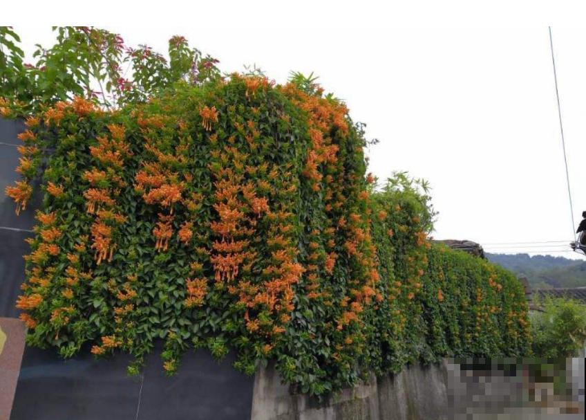 “一点就炸”的炮仗花，爬墙特厉害，想要花墙的来！
