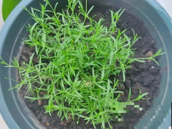 种花赚钱？要是有块地，真的发财了！