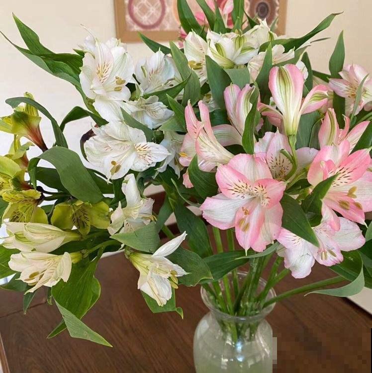 花友新宠六出花，鲜艳俏丽，开满盆特喜庆！